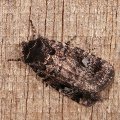 Thoracolopha verecunda (A Noctuid moth (Acronictinae)) at Melba, ACT - 11 Nov 2020 by kasiaaus