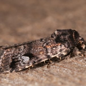 Thoracolopha verecunda at Melba, ACT - 12 Nov 2020 12:25 AM