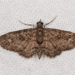 Pasiphilodes testulata (Pome looper) at Melba, ACT - 12 Nov 2020 by kasiaaus