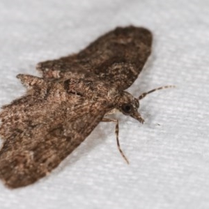 Chloroclystis filata at Melba, ACT - 12 Nov 2020