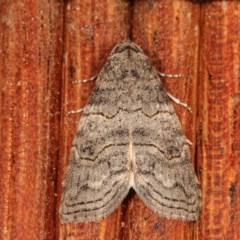 Calathusa sp nr dispila at Melba, ACT - 12 Nov 2020 by kasiaaus