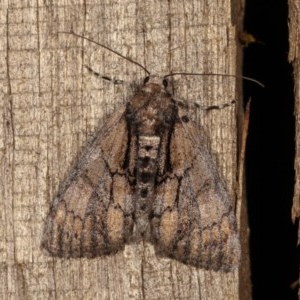 Rhuma argyraspis at Melba, ACT - 12 Nov 2020 12:34 AM