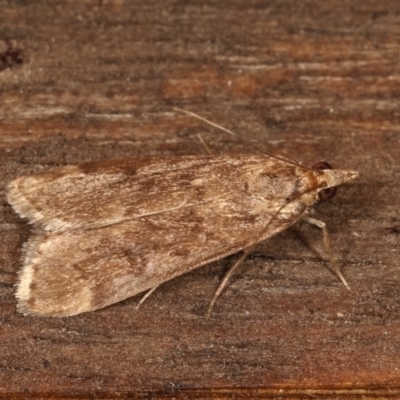 Achyra affinitalis (Cotton Web Spinner, Pyraustinae) at Melba, ACT - 12 Nov 2020 by kasiaaus