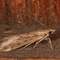 Achyra affinitalis at Melba, ACT - 12 Nov 2020 12:36 AM