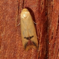 Tachystola hemisema (A Concealer moth) at Melba, ACT - 11 Nov 2020 by kasiaaus