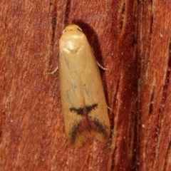 Tachystola hemisema (Chezela Group) at Melba, ACT - 12 Nov 2020 by kasiaaus