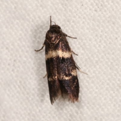 Crossophora semiota (A Concealer moth) at Melba, ACT - 11 Nov 2020 by kasiaaus
