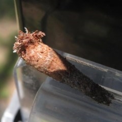Lepidoscia (genus) IMMATURE (Unidentified Cone Case Moth larva, pupa, or case) at QPRC LGA - 17 Nov 2020 by RobParnell