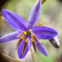 Dianella revoluta var. revoluta (Black-Anther Flax Lily) at Mount Painter - 12 Nov 2020 by drakes