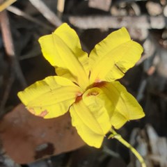 Goodenia hederacea subsp. hederacea (Ivy Goodenia, Forest Goodenia) at Cook, ACT - 16 Nov 2020 by drakes