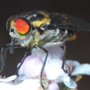 Scaptia sp. (genus) at Cotter River, ACT - 16 Nov 2020