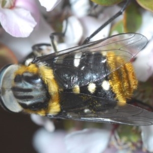 Scaptia sp. (genus) at Cotter River, ACT - 16 Nov 2020