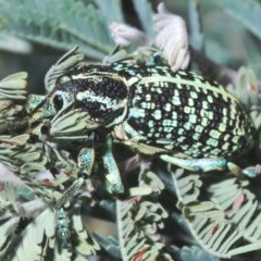 Chrysolopus spectabilis (Botany Bay Weevil) at Cotter Reserve - 16 Nov 2020 by Harrisi