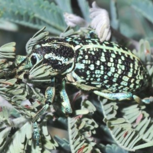 Chrysolopus spectabilis at Coree, ACT - 16 Nov 2020