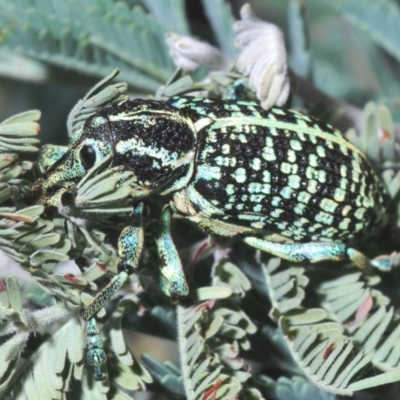 Chrysolopus spectabilis (Botany Bay Weevil) at Cotter Reserve - 16 Nov 2020 by Harrisi