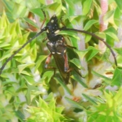 Hesthesis montana (A wasp mimic longhorn beetle) at Gibraltar Pines - 18 Nov 2020 by Harrisi