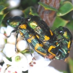 Castiarina dimidiata (A jewel beetle) at Gibraltar Pines - 18 Nov 2020 by Harrisi