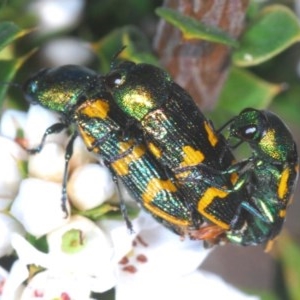 Castiarina dimidiata at Paddys River, ACT - 18 Nov 2020