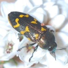 Castiarina dimidiata at Paddys River, ACT - 18 Nov 2020