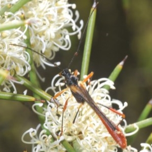 Macrones besti at Paddys River, ACT - 18 Nov 2020