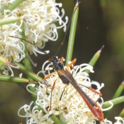 Macrones besti (Longhorn beetle) at Paddys River, ACT - 18 Nov 2020 by Harrisi