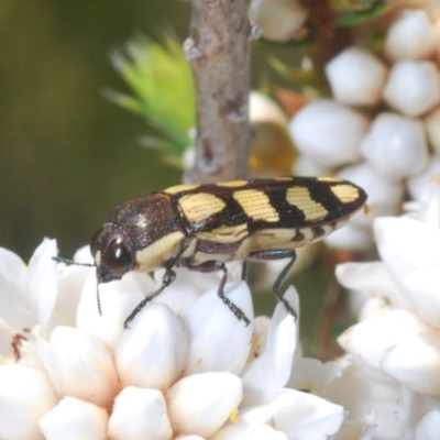 Castiarina decemmaculata (Ten-spot Jewel Beetle) at Gibraltar Pines - 18 Nov 2020 by Harrisi