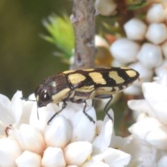 Castiarina decemmaculata (Ten-spot Jewel Beetle) at Paddys River, ACT - 18 Nov 2020 by Harrisi