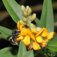 Xylocopa (Lestis) aerata (Golden-Green Carpenter Bee) at Acton, ACT - 18 Nov 2020 by TimL