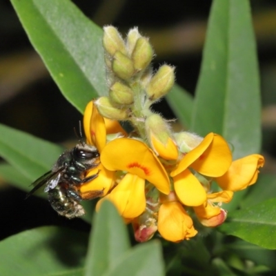 Xylocopa (Lestis) aerata (Golden-Green Carpenter Bee) at Acton, ACT - 18 Nov 2020 by TimL