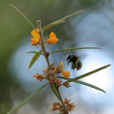 Xylocopa (Lestis) aerata (Golden-Green Carpenter Bee) at Acton, ACT - 18 Nov 2020 by TimL