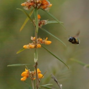 Xylocopa (Lestis) aerata at Acton, ACT - 18 Nov 2020