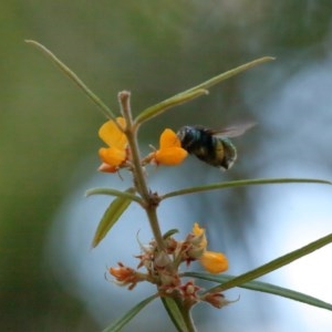 Xylocopa (Lestis) aerata at Acton, ACT - 18 Nov 2020