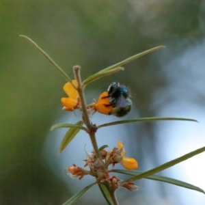 Xylocopa (Lestis) aerata at Acton, ACT - 18 Nov 2020