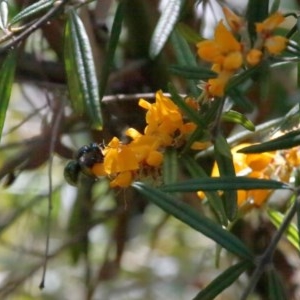 Xylocopa (Lestis) aerata at Acton, ACT - 18 Nov 2020