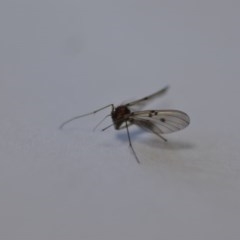 Mycetophilidae (family) (A fungus gnat) at Wamboin, NSW - 27 Sep 2020 by natureguy