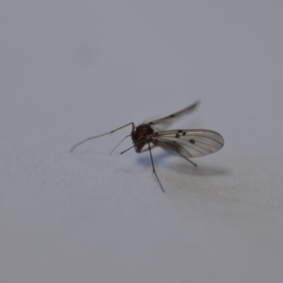 Mycetophilidae (family) (A fungus gnat) at QPRC LGA - 27 Sep 2020 by natureguy