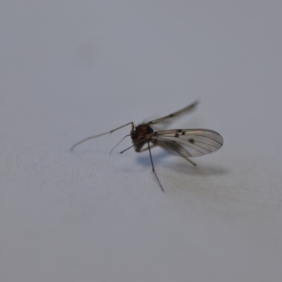 Mycetophilidae (family) (A fungus gnat) at Wamboin, NSW - 27 Sep 2020 by natureguy