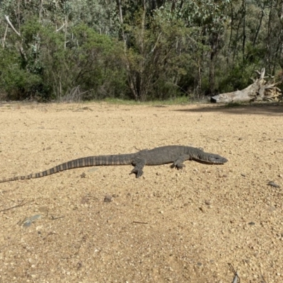 Varanus rosenbergi (Heath or Rosenberg's Monitor) at Cotter River, ACT - 17 Nov 2020 by tjwells