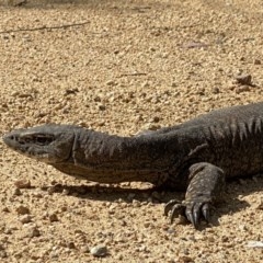 Varanus rosenbergi at Cotter River, ACT - 18 Nov 2020