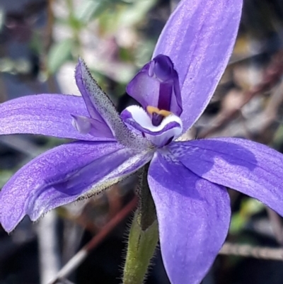 Glossodia major (Wax Lip Orchid) at Mount Ainslie to Black Mountain - 24 Sep 2020 by darrenw