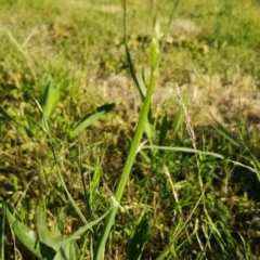 Chondrilla juncea (Skeleton Weed) at Griffith, ACT - 18 Nov 2020 by SRoss