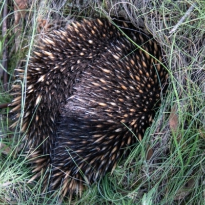 Tachyglossus aculeatus (Short-beaked Echidna) at Mount Clear, ACT - 18 Nov 2020 by SWishart