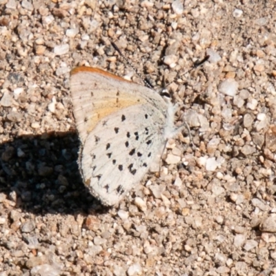 Cyprotides maculosus (Spotted Trident-blue) at Namadgi National Park - 17 Nov 2020 by SWishart