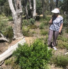 Billardiera heterophylla (Western Australian Bluebell Creeper) at Bruce, ACT - 18 Nov 2020 by goyenjudy