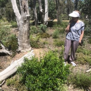 Billardiera heterophylla at Bruce, ACT - 18 Nov 2020