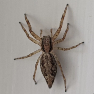 Helpis minitabunda (Threatening jumping spider) at Lions Youth Haven - Westwood Farm A.C.T. - 18 Nov 2020 by HelenCross