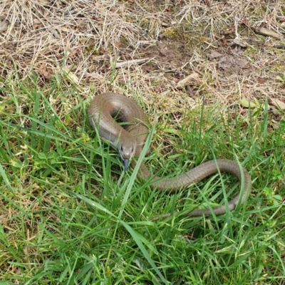 Cyclodomorphus michaeli (Mainland She-oak Skink) at Mittagong, NSW - 19 Nov 2020 by renecco