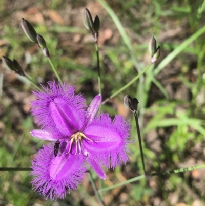 Thysanotus tuberosus subsp. tuberosus (Common Fringe-lily) at Gossan Hill - 17 Nov 2020 by goyenjudy