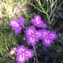 Thysanotus tuberosus subsp. tuberosus at Bruce, ACT - 18 Nov 2020 12:19 AM