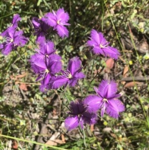 Thysanotus tuberosus subsp. tuberosus at Bruce, ACT - 18 Nov 2020